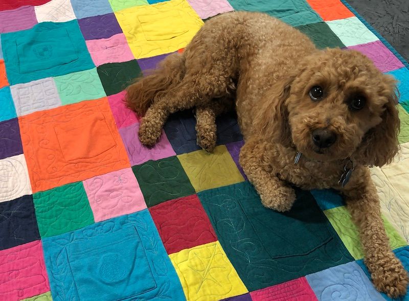 Pocket quilt with small dog